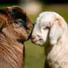 Outdoor BBQ, Smiling Lambs, Piglets with Plasters: A Breezy Autumn Valley, Where the 9-to-5 in the Mountains Is All About Real Stuff