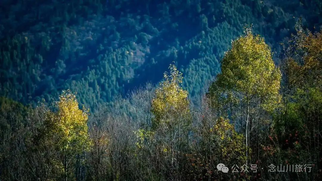 户外烧烤、爱笑的羔羊、贴膏药的小猪,秋意浓浓的微风山谷,山野里的朝九晚五全是干货 - 第3张
