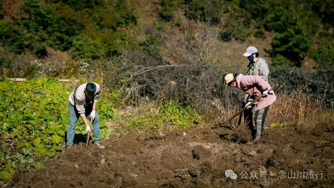 户外烧烤、爱笑的羔羊、贴膏药的小猪,秋意浓浓的微风山谷,山野里的朝九晚五全是干货 - 第4张