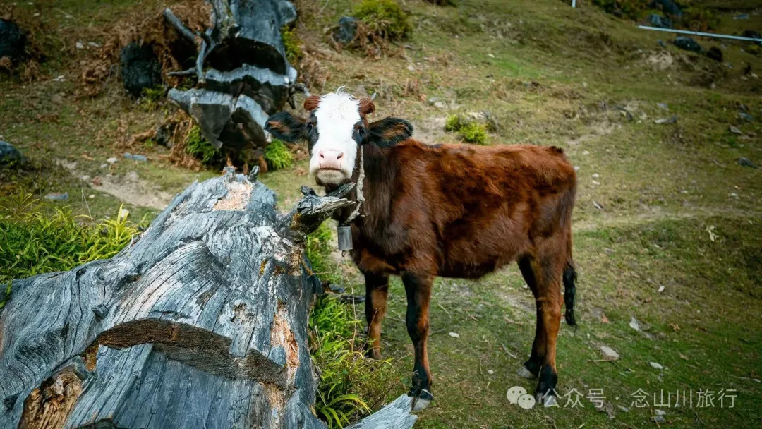 The Romantic Freedom of a Solitary Walker: Enter the Mountains, Stay in the Mountains, Grow into the Mountains - Image 9