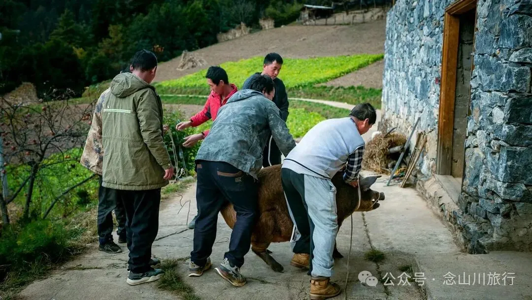 独属于云南人的美食时光——巴珠村的杀猪饭,11月中旬已热闹开启第一波 - 第4张