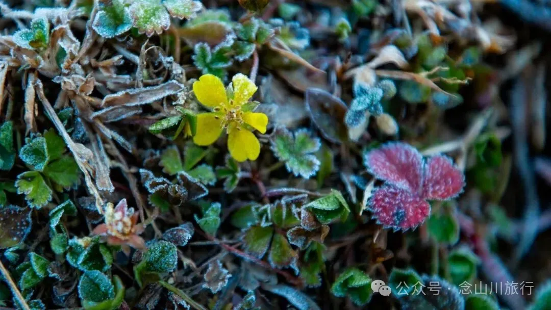 云南徒步秘境|在云岭山脉的山顶牧场,让身体与灵魂一起翱翔 - 第4张