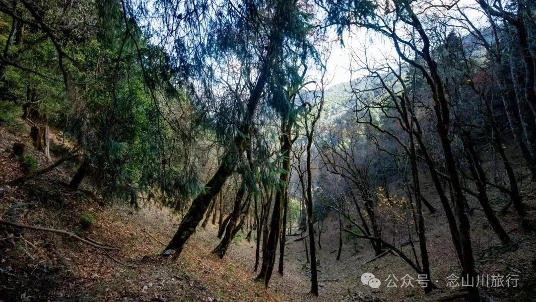 云南徒步秘境|在云岭山脉的山顶牧场,让身体与灵魂一起翱翔 - 第8张