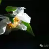 向山而开:两棵百年猴子木与它们唯一的观众