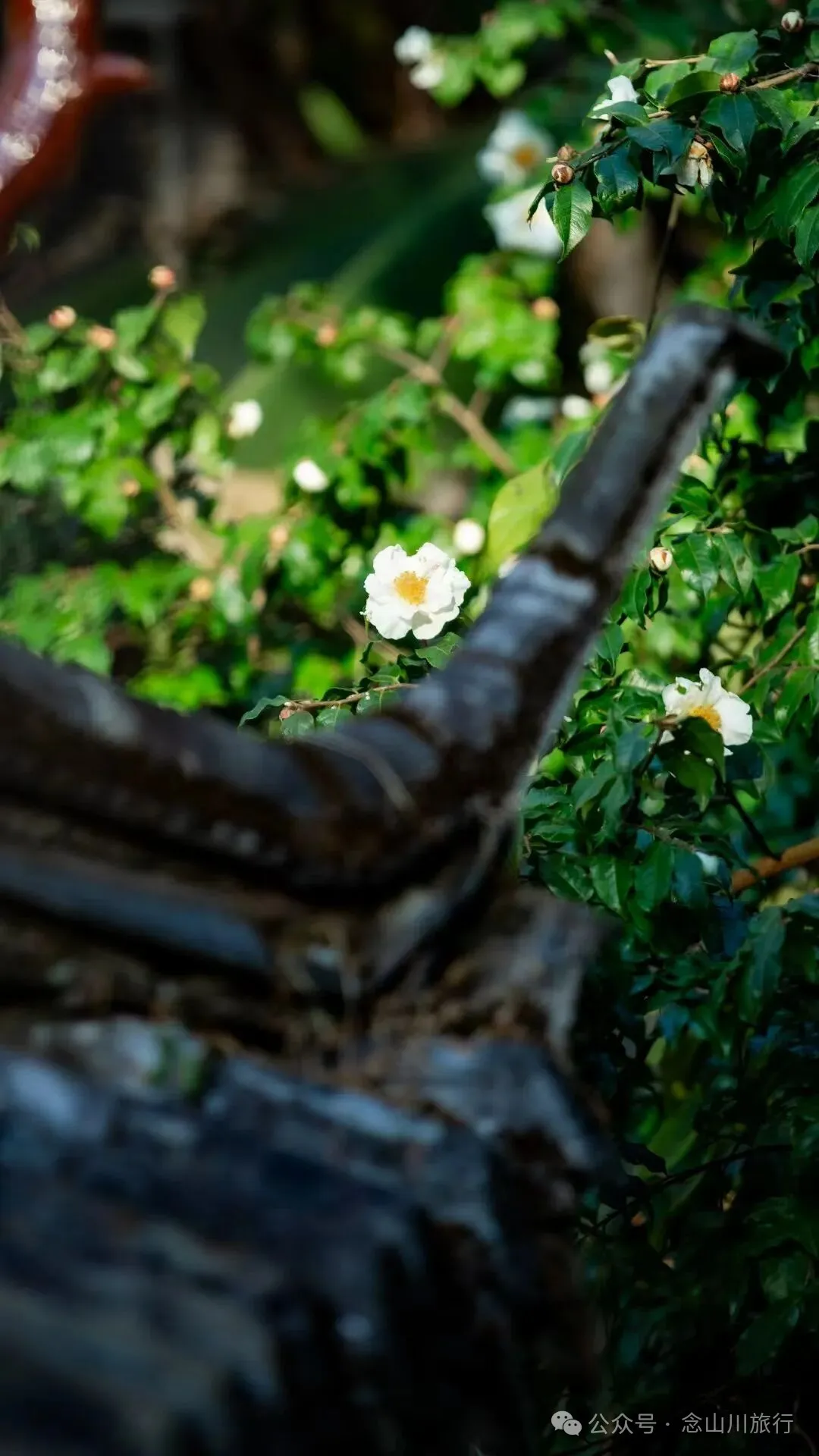 Opening to the Mountain: Two Centennial Monkey Trees and Their Only Audience - Image 8