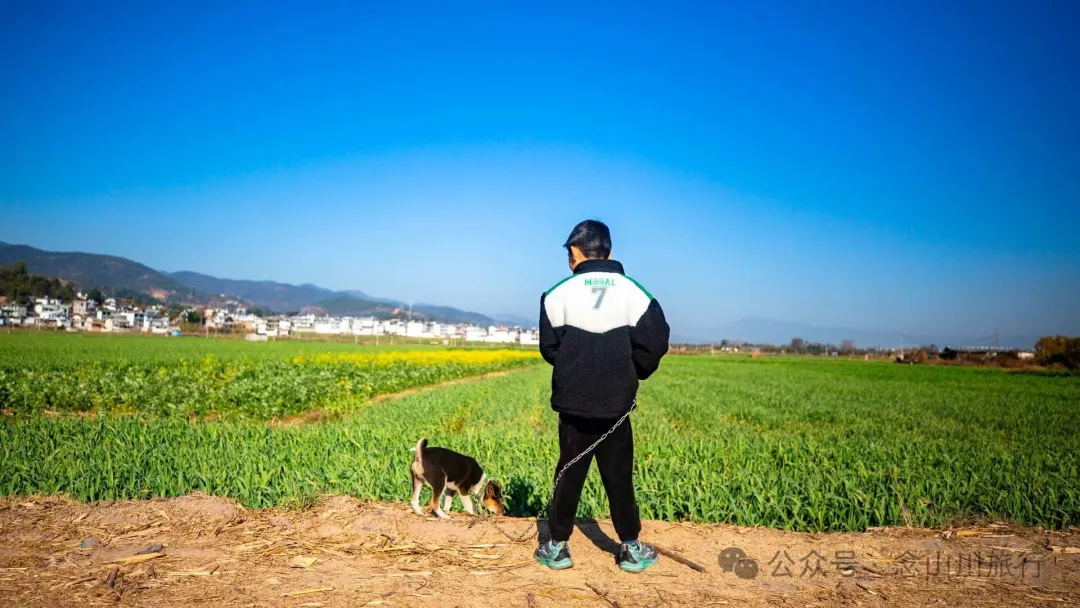 大理巍山南山村前的田园风光:冬日暖阳里萌动的春意 - 第7张