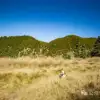 巍山冬季牧场