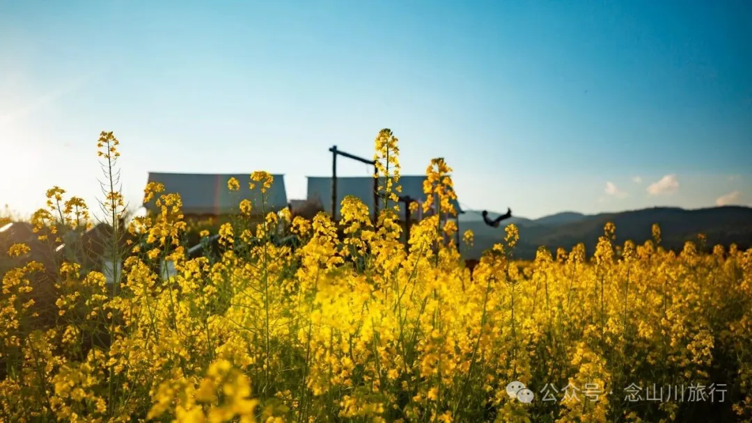 保山隆阳区丙麻乡油菜花|土夯小屋，远山淡烟，夕阳花田，这是谁的美好故乡呢 - 第16张