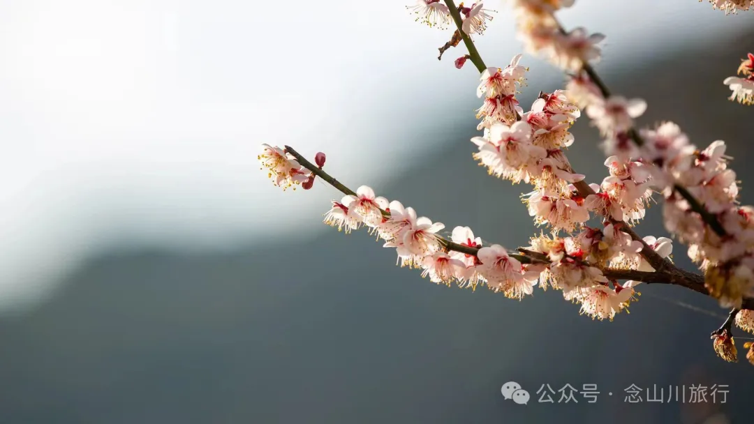 冬日山中赏梅：不喧不争，自有光阴 - 第2张