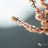 冬日山中赏梅:不喧不争,自有光阴