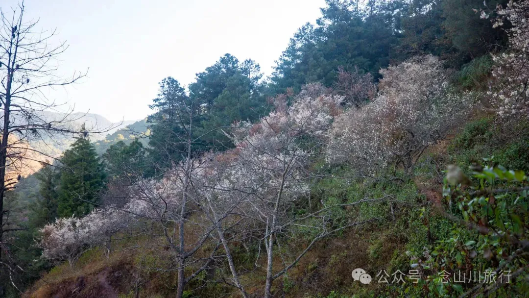 冬日山中赏梅：不喧不争，自有光阴 - 第9张