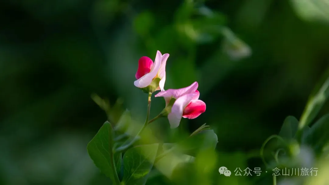 大理巍山金沙坪村殺豬飯:一口火燒肉與一次落日晚霞的鄉愁治癒之旅 - 第7张 - 大理旅行 大理巍山金沙坪村殺豬飯:一口火燒肉與一次落日晚霞的鄉愁治癒之旅 - 第7张