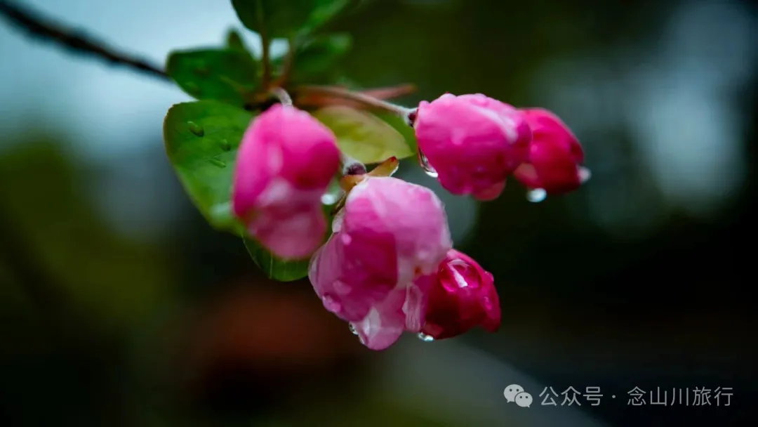 修河漫步：忆一些逃难的日子以及在河边用罾子扳虾的美好夏日黄昏 - 第10张
