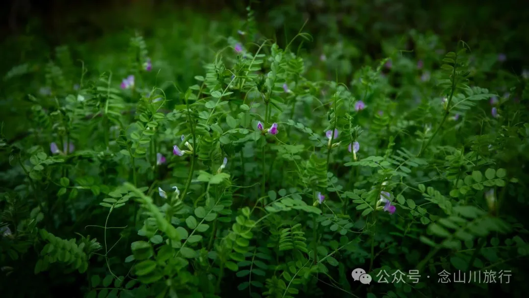 修河漫步：忆一些逃难的日子以及在河边用罾子扳虾的美好夏日黄昏 - 第7张