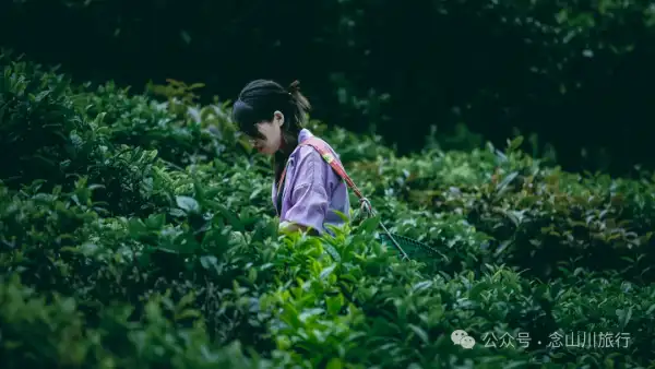 大理南涧无量山研学之旅:跟着老卜苴村50年的老茶农学习采制茶的心得