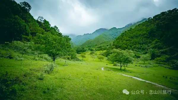 大理南涧无量山密比腊村高山草甸:在 22℃ 的夏季与野生菌有约