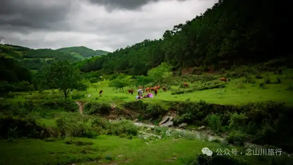 大理南涧密比腊村高山草甸:在无量山中的原始生态秘境里,做一个天真的孩童