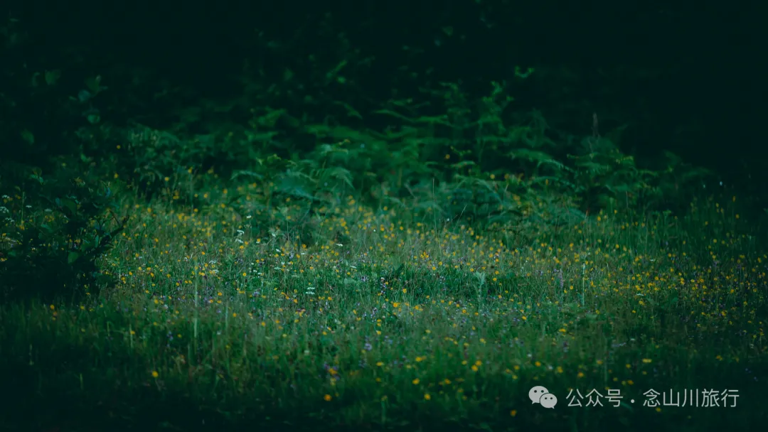 走,抠洋芋去|大理巍山马鞍山乡一颗黑紫色土豆的高山奇遇 - 第20张 - 念山川旅行 走,抠洋芋去|大理巍山马鞍山乡一颗黑紫色土豆的高山奇遇 - 第20张