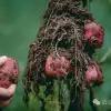 走，抠洋芋去|大理巍山马鞍山乡一颗黑紫色土豆的高山奇遇