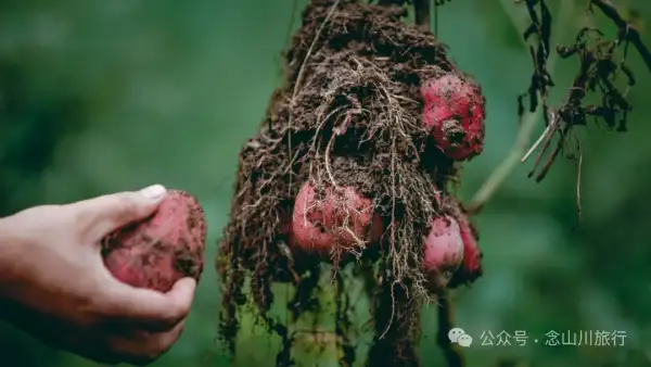 走,抠洋芋去|大理巍山马鞍山乡一颗黑紫色土豆的高山奇遇