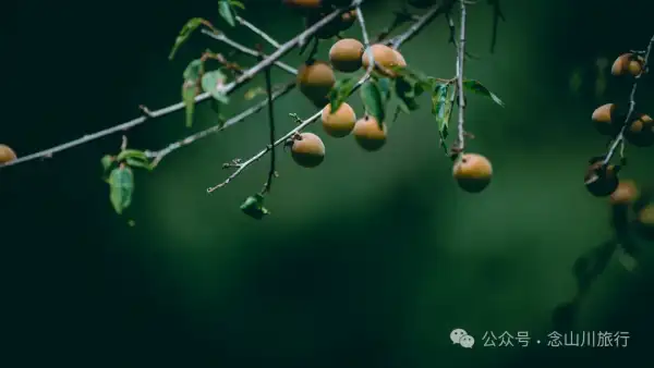 夏日火山村摘梅记|大理巍山马鞍山乡小暑日农忙实录