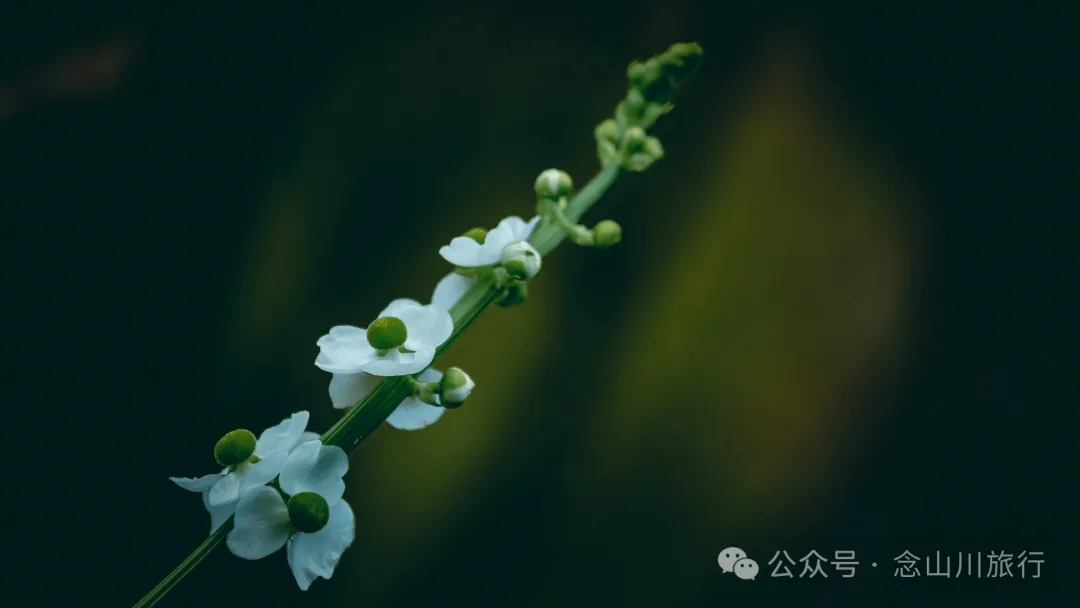 荷风送香气:大理巍山双堆村百亩荷塘正含苞欲放,等你来赏 - 第24张 - 念山川旅行 荷风送香气:大理巍山双堆村百亩荷塘正含苞欲放,等你来赏 - 第24张