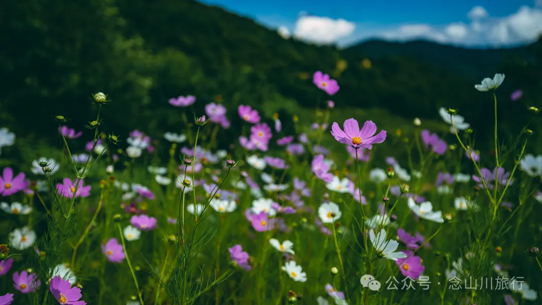 大理南涧无量药谷:无量山中的阿尔卑斯山小镇 - 第27张 - 念山川旅行 大理南涧无量药谷:无量山中的阿尔卑斯山小镇 - 第27张