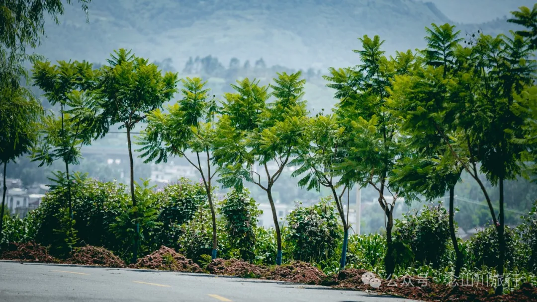 柳荫茶语:大理巍山古城西河的晴日午后品茶时光 - 第2张 - 念山川旅行 柳荫茶语:大理巍山古城西河的晴日午后品茶时光 - 第2张