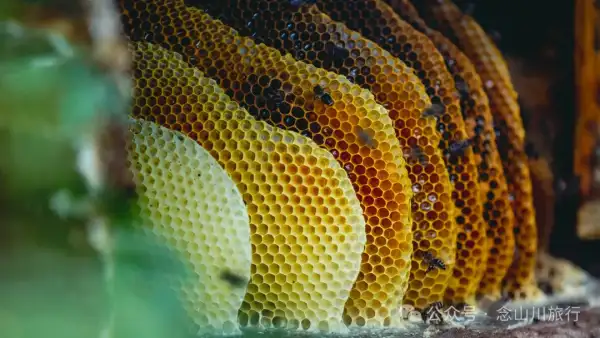 山村最甜美的农活,莫过于跟着阿照收割冬蜜