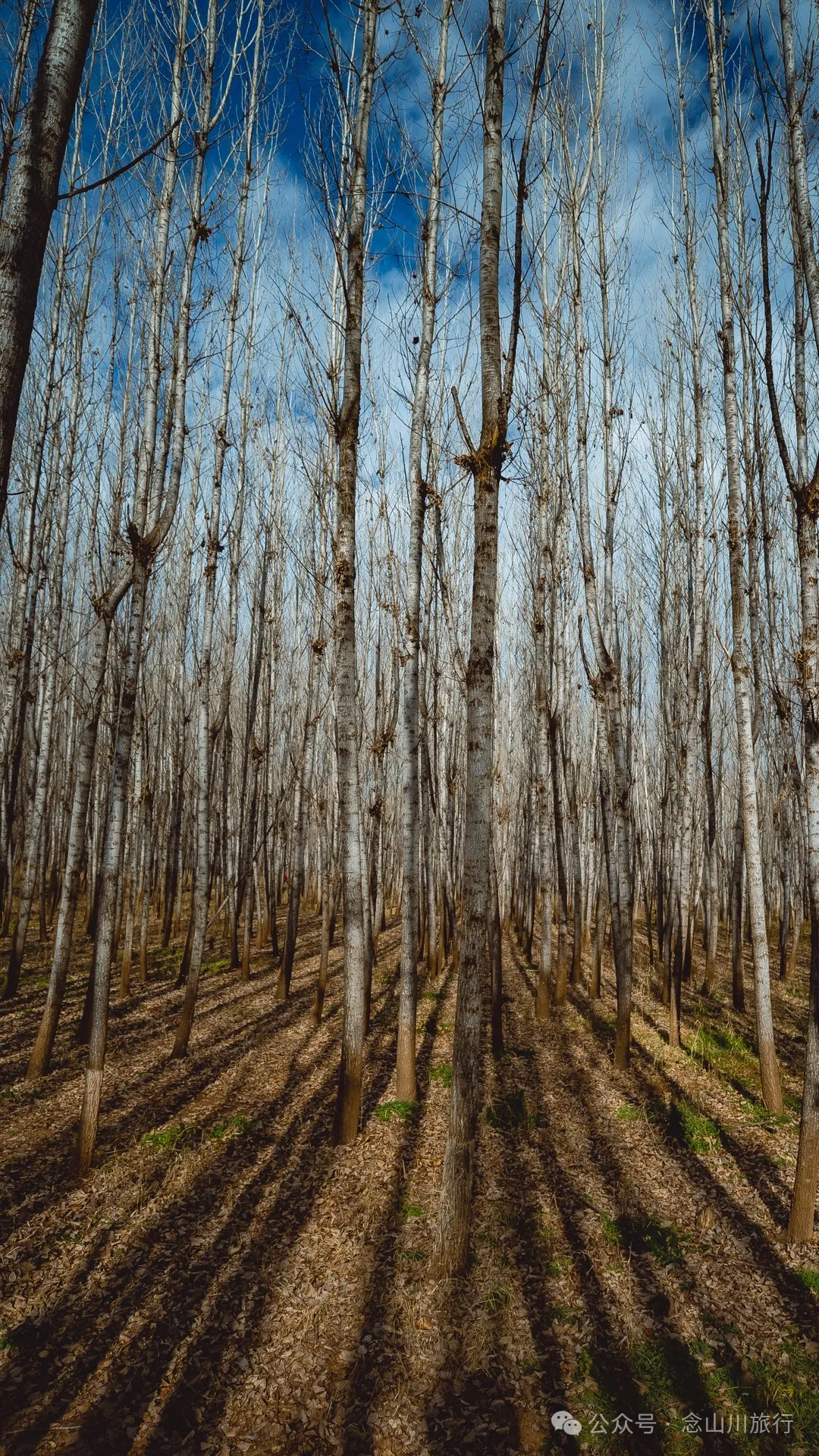 我在这个高原湖泊找到了大理最美的冬日湖景,这里有媲美瓦尔登湖的野性 - 第13张 - 念山川旅行 我在这个高原湖泊找到了大理最美的冬日湖景,这里有媲美瓦尔登湖的野性 - 第13张