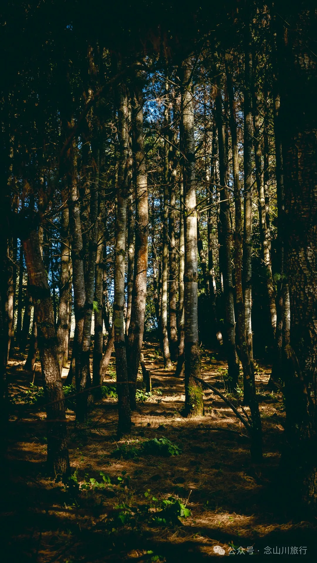 大理巍山马鞍山火山村:吃一顿杀猪饭,再次走进这个油画般的村庄 - 第22张 - 念山川旅行 大理巍山马鞍山火山村:吃一顿杀猪饭,再次走进这个油画般的村庄 - 第22张