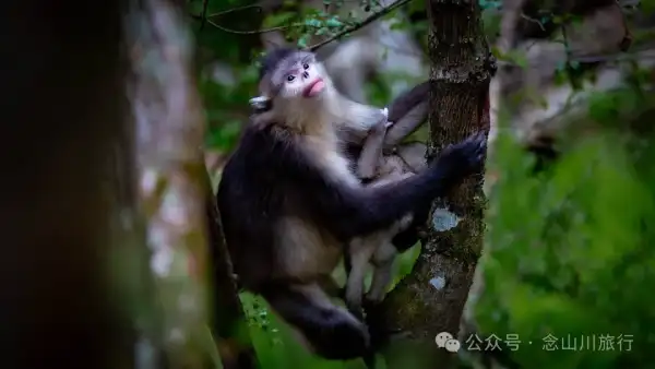 滇金丝猴国家森林公园:雪山精灵的绿色家园,自然的馈赠