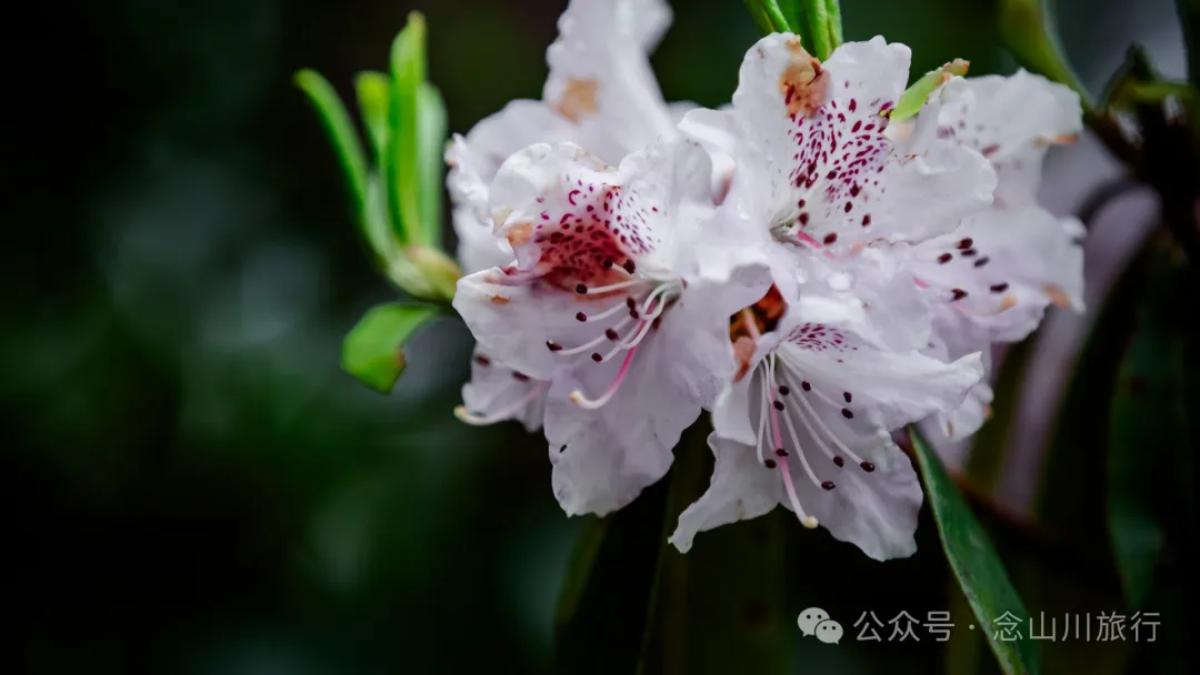 迪庆维西永春乡史别地(施别底)小石林:遇见云雾里的杜鹃花海和高山草甸 - 第37张 - 念山川旅行 迪庆维西永春乡史别地(施别底)小石林:遇见云雾里的杜鹃花海和高山草甸 - 第37张