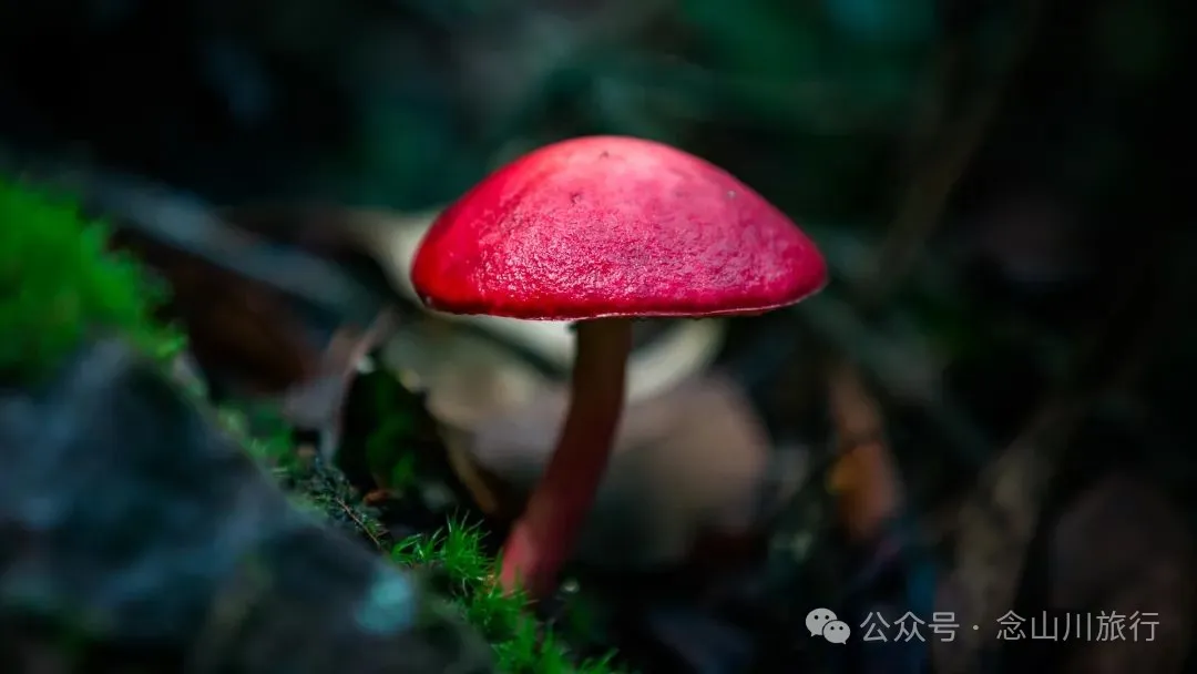 大理巍山永建密鹿摩村红河源:第一滴红河水流淌的地方 - 第12张 - 念山川旅行 大理巍山永建密鹿摩村红河源:第一滴红河水流淌的地方 - 第12张