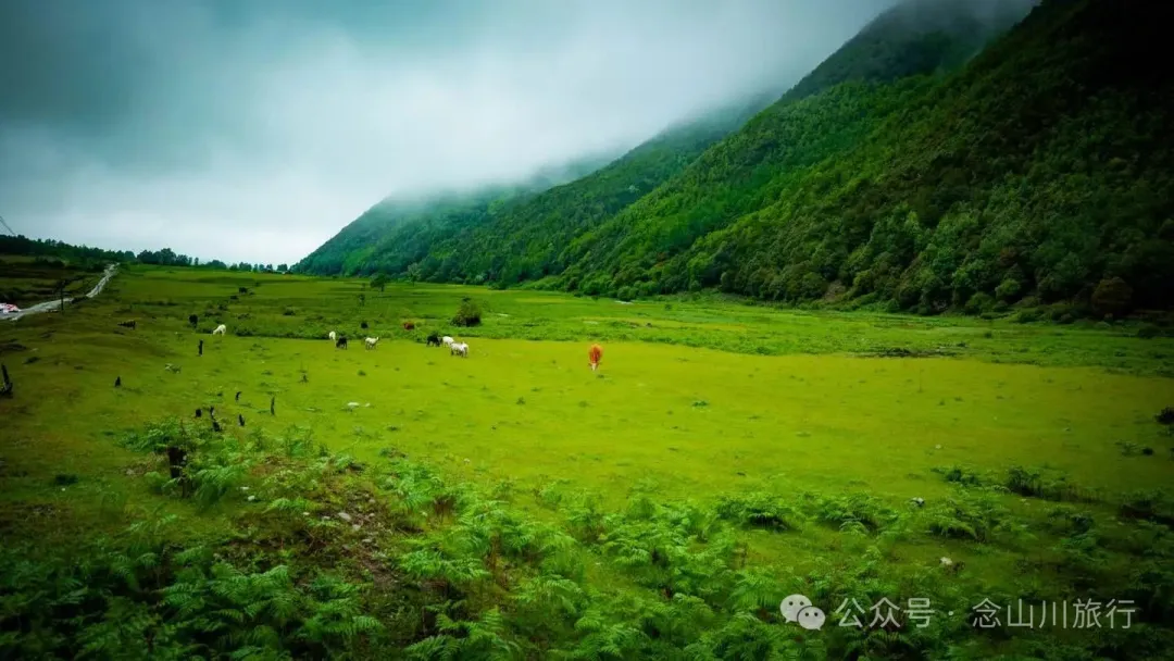 大理苍山大花甸坝:雨中徒步30公里,走进这片最美的高山草甸 - 第27张 - 念山川旅行 大理苍山大花甸坝:雨中徒步30公里,走进这片最美的高山草甸 - 第27张