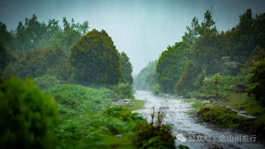 大理苍山大花甸坝:雨中徒步30公里,走进这片最美的高山草甸 - 第40张 - 念山川旅行 大理苍山大花甸坝:雨中徒步30公里,走进这片最美的高山草甸 - 第40张