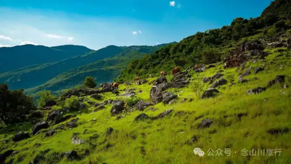 大理巍山橄榄坡:夕阳给这片雨后草甸镀金的限时美景,绿到心坎里
