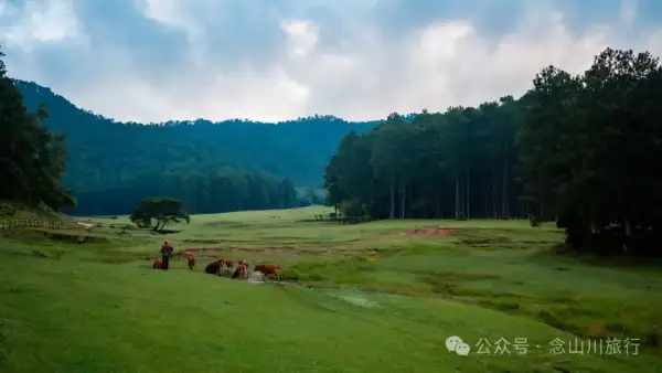 大理云龙大浪坝露营第二幕:露水偷走星光,草甸借来初春