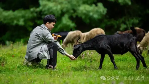 徒步火山村只有村民知晓的森林草甸:跟着二娃体验真实羊倌生活的一天