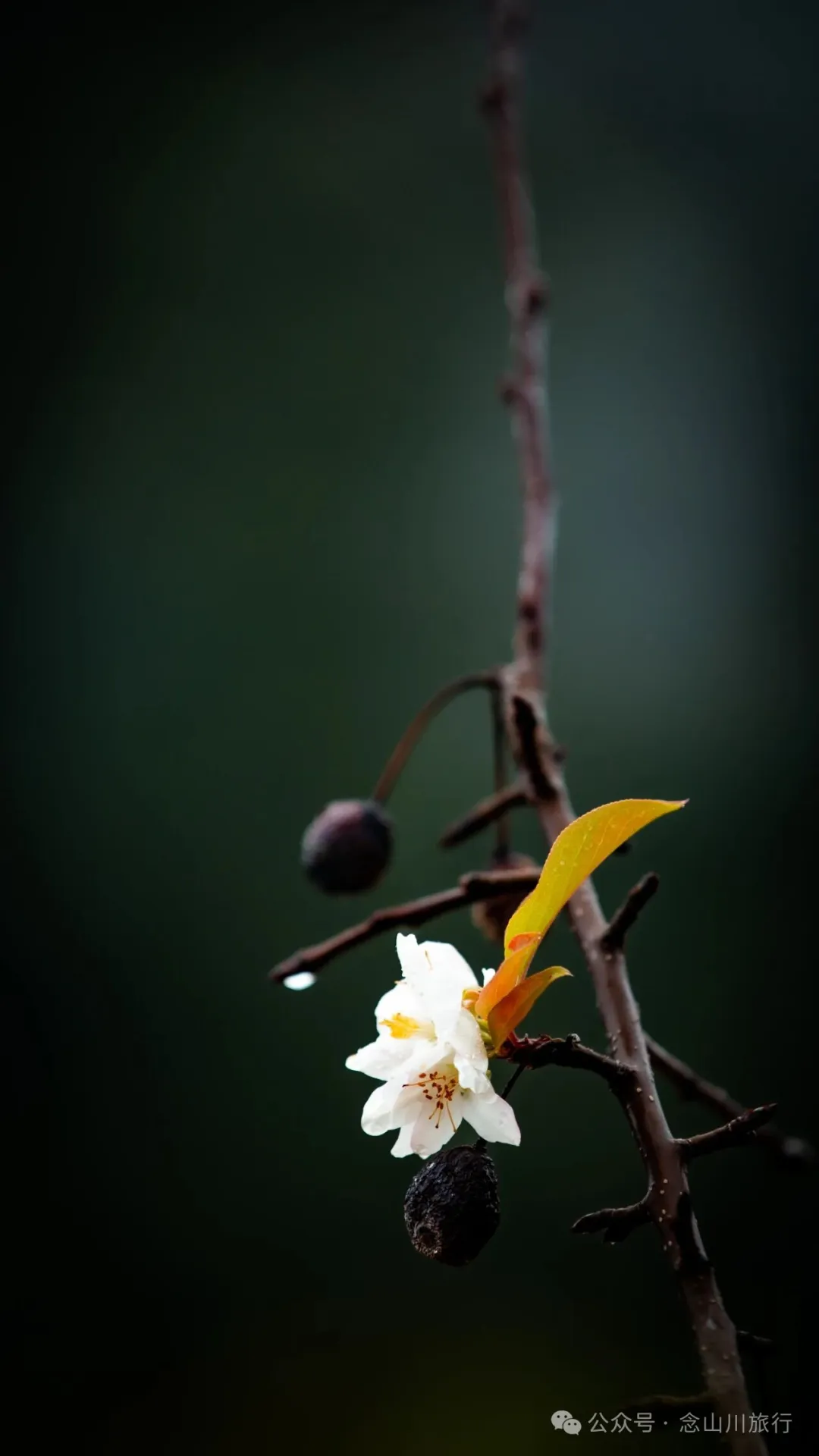 巴珠村深秋的雨里，有别样的江南水墨印象 - 第6张