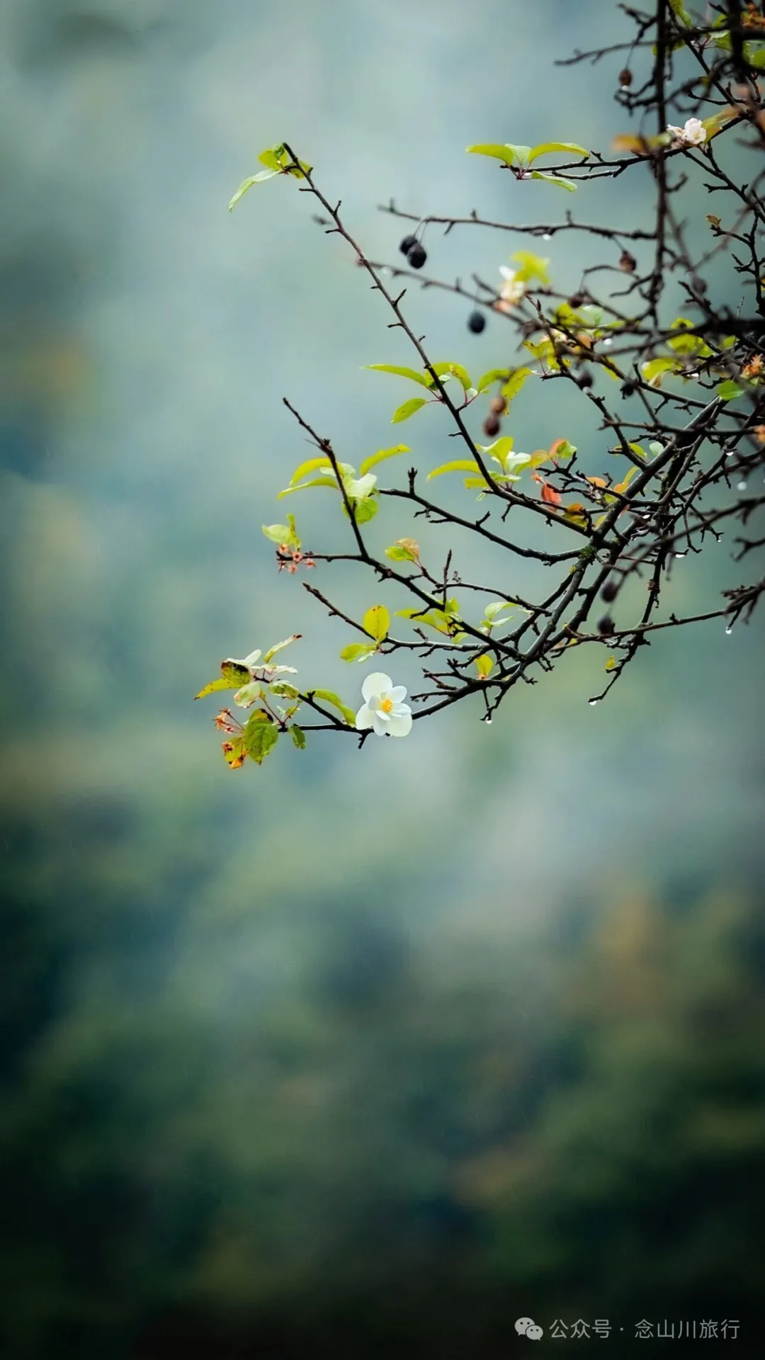巴珠村深秋的雨里，有别样的江南水墨印象 - 第7张