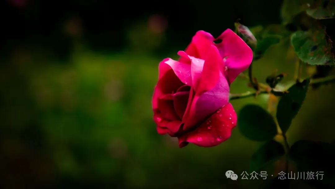 静坐云间的藏族村落，深秋偏遇一场烂漫花开 - 第10张