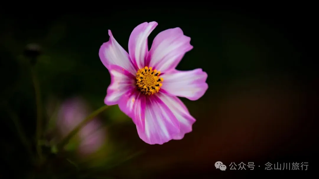 静坐云间的藏族村落，深秋偏遇一场烂漫花开 - 第11张