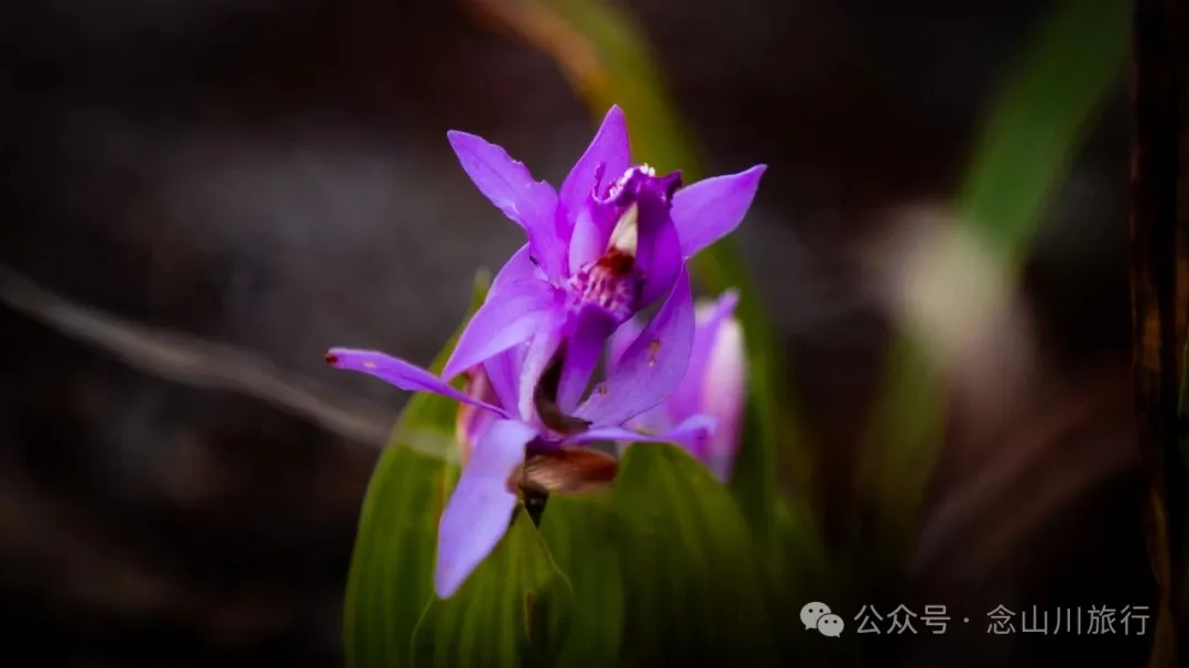 静坐云间的藏族村落，深秋偏遇一场烂漫花开 - 第8张