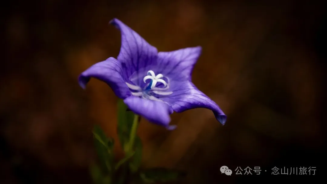 静坐云间的藏族村落，深秋偏遇一场烂漫花开 - 第9张