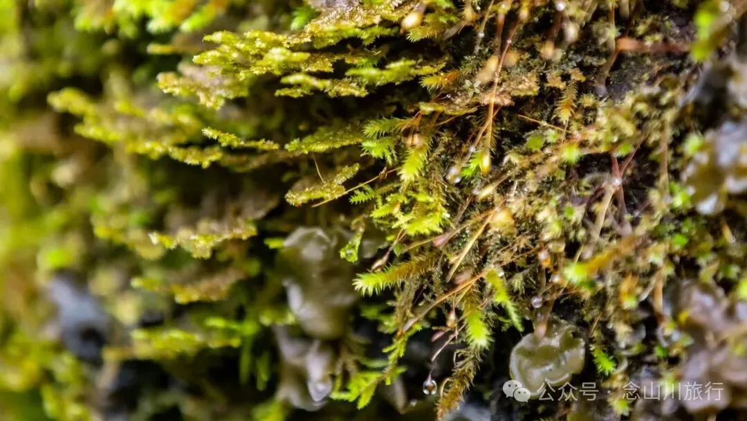 跟着溪流去山野徒步，走进巴珠自然真实的村居生活 - 第10张