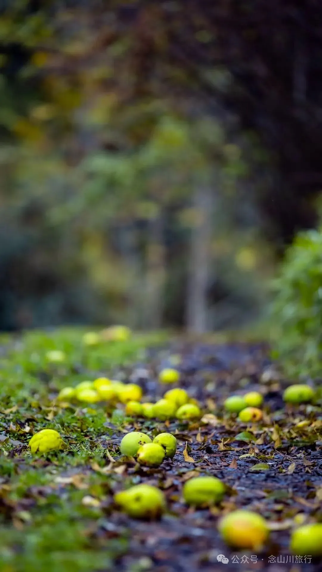 跟着溪流去山野徒步，走进巴珠自然真实的村居生活 - 第11张