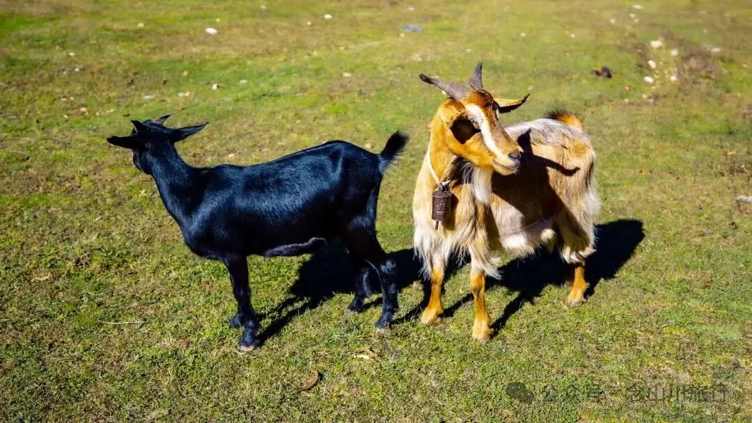 跟着溪流去山野徒步，走进巴珠自然真实的村居生活 - 第16张