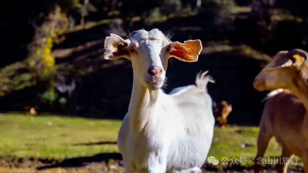 跟着溪流去山野徒步，走进巴珠自然真实的村居生活 - 第17张