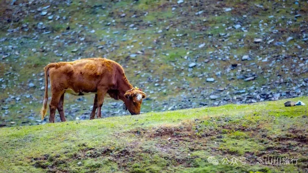 跟着溪流去山野徒步，走进巴珠自然真实的村居生活 - 第18张